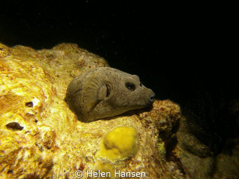 Night dive pufferfish having a nap by Helen Hansen 