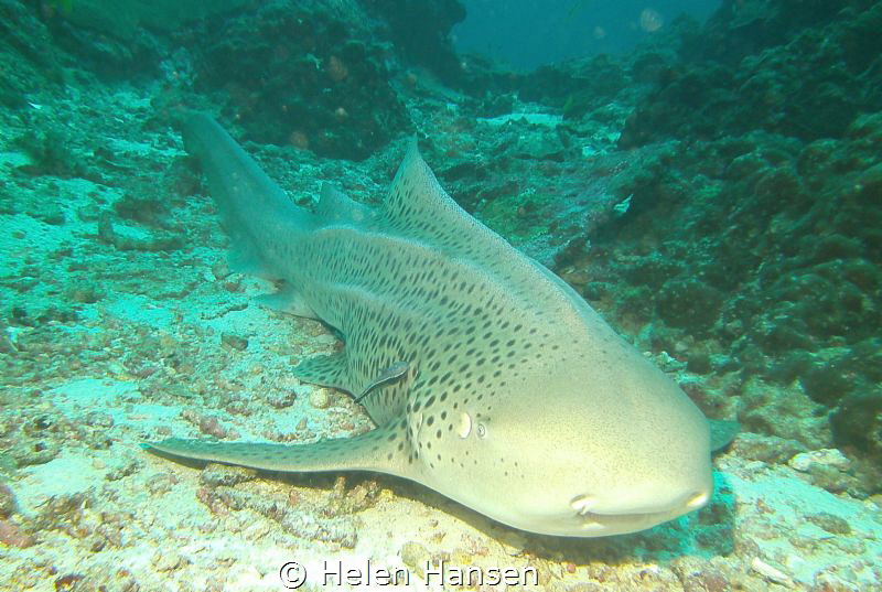 Leopard Shark , he was totally relaxing only 4 divers so ... by Helen Hansen 
