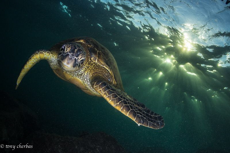 Green Sea Turtle in Dappled Light by Tony Cherbas 