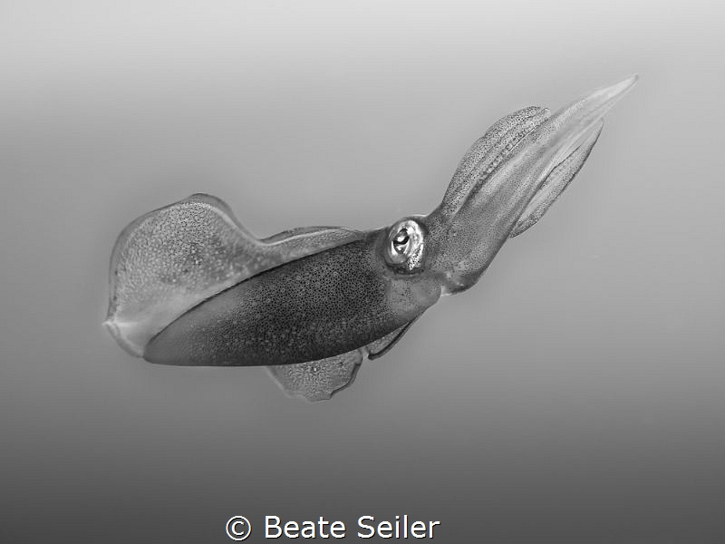 Squit B/W by Beate Seiler 