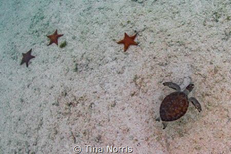 Starfish/Turtle by Tina Norris 