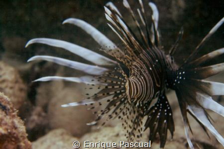 Lion Fish at Miami Reef by Enrique Pascual 