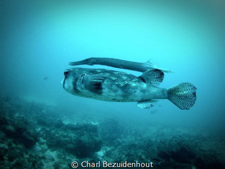 I saw this "Double-Decker" fish on a dive by Charl Bezuidenhout 