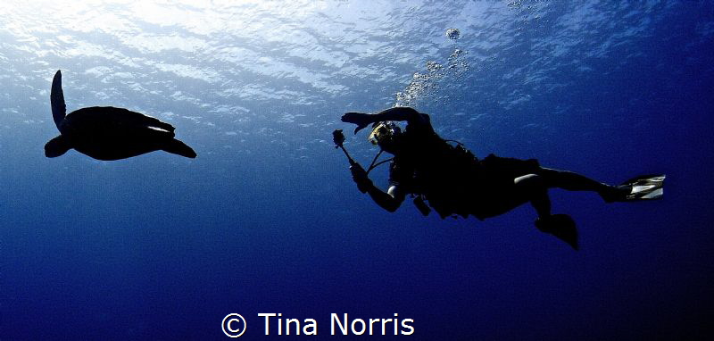 Turtle and Diver Silhouette by Tina Norris 