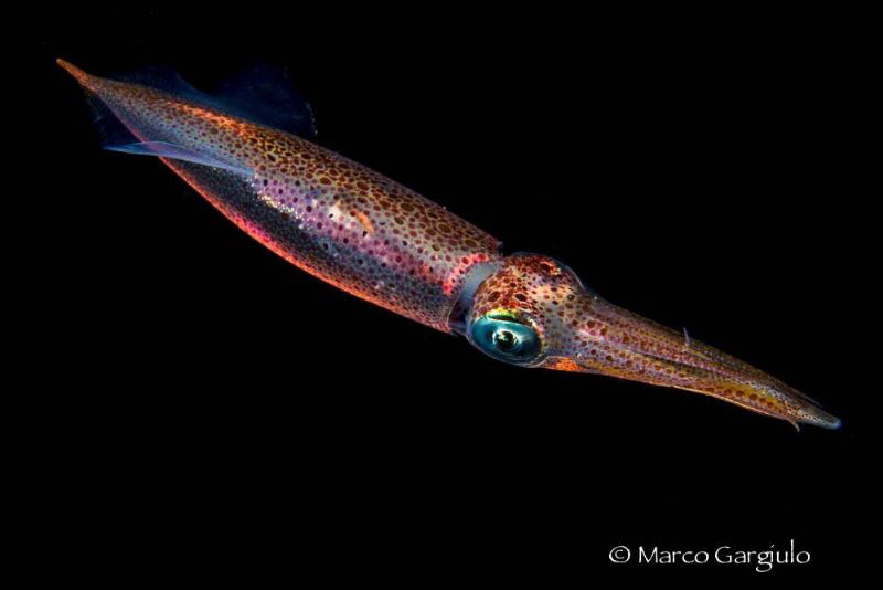 Squid by Marco Gargiulo 