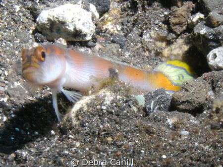 Flag Tail Shrimp-Goby Tulamben Bali by Debra Cahill 