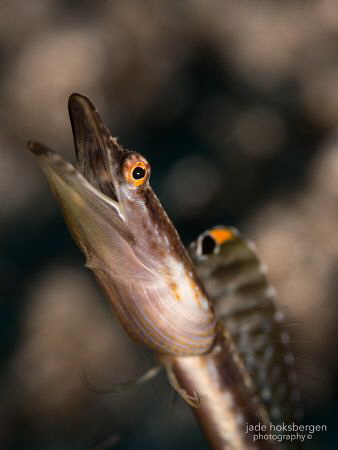 The Performing Artist: A male Yellowface Pikeblenny (Chae... by Jade Hoksbergen 