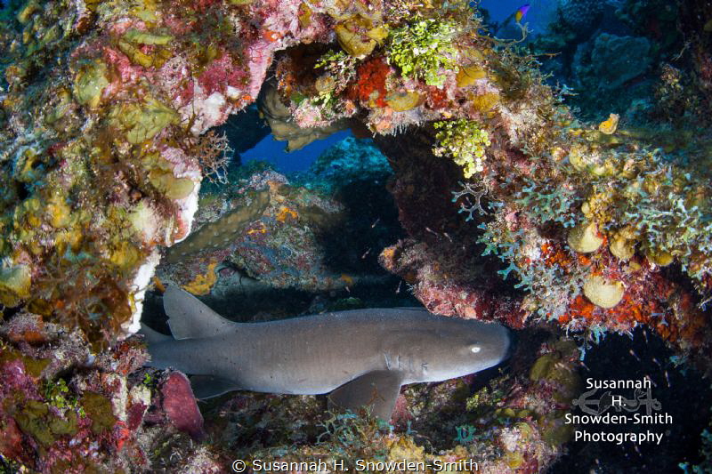 A baby nurse shark tucked inside a colorful overhang. Thi... by Susannah H. Snowden-Smith 