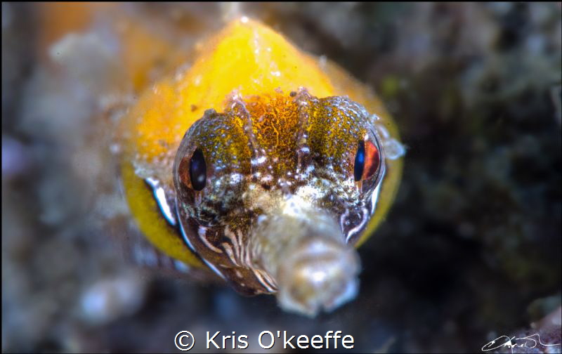 Tiger Pipefish, Filicampus tigris by Kris O'keeffe 