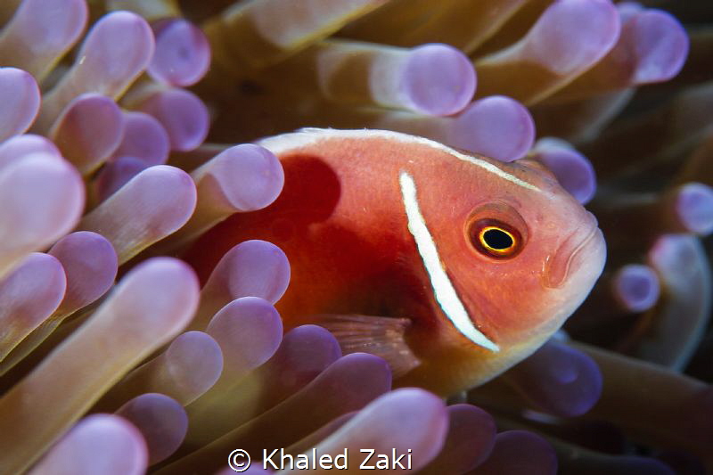 Annenomen &  Nemo by Khaled Zaki 