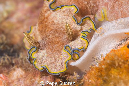 Nudibranch laying eggs on top of a broken down wreck. by Pepe Suárez 