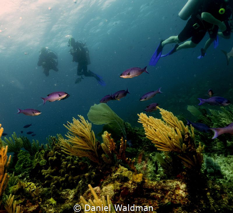 Creole Wrasse, Reef, and Divers at Atlantis Dive Site Isl... by Daniel Waldman 