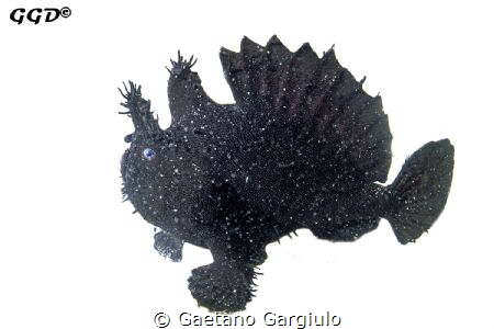 Black-scatter Angler-fish.
Conditions were so bad that v... by Gaetano Gargiulo 
