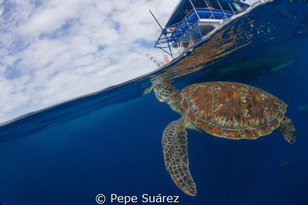 This turtle likes going up to the boats during the surfac... by Pepe Suárez 