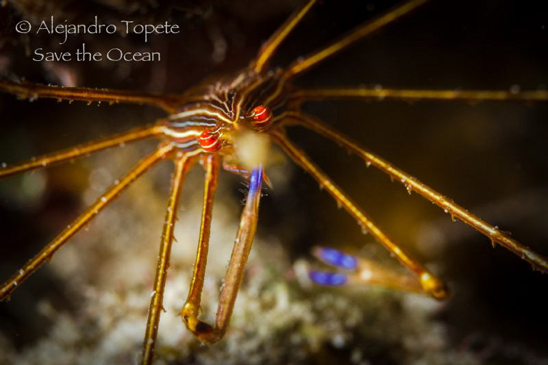 Arrow Crab with tweezers, Klein Bonaire by Alejandro Topete 