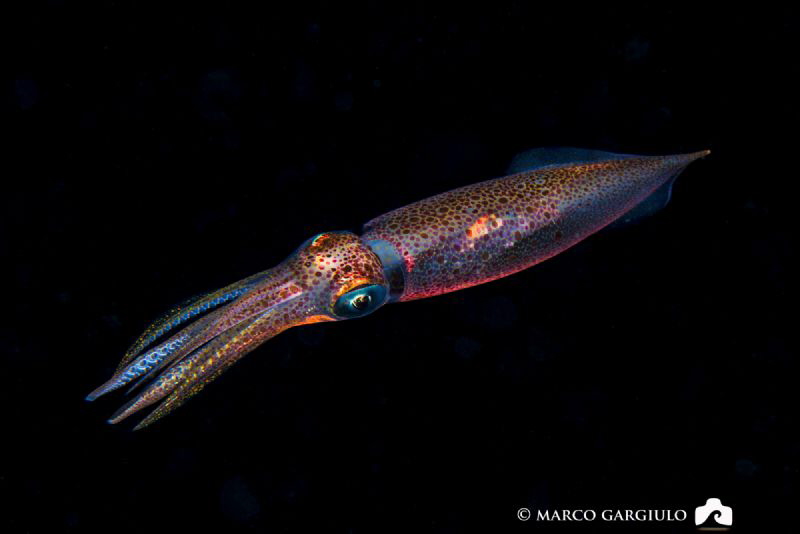 Squid #2 by Marco Gargiulo 