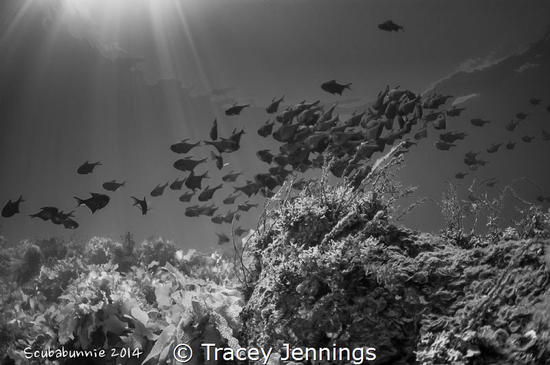 Lassisters Reef by Tracey Jennings 