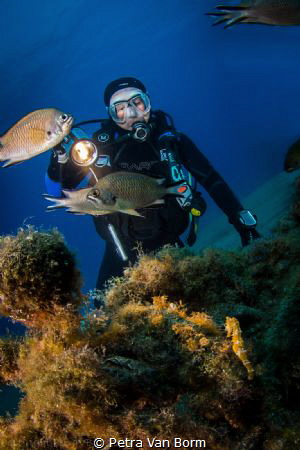 Diver looking for seahorses by Petra Van Borm 