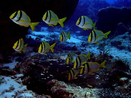 These Porkfish are always here and swimming near the same... by Steven Anderson 
