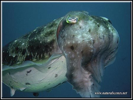 This cuttlefish was part of a group of females laying egg... by Erika Antoniazzo 