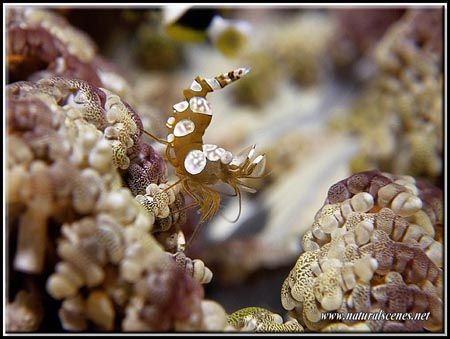 These are great looking shrimp. Just a pity they're so sm... by Yves Antoniazzo 