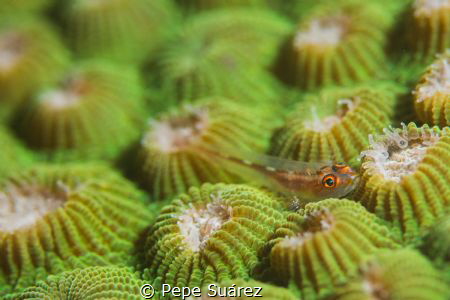 While on a night dive I was attracted by the color on thi... by Pepe Suárez 