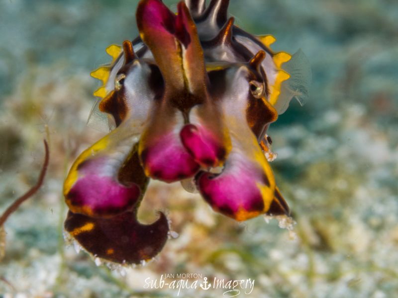 Character of a Flamboyant Cuttlefish by Jan Morton 