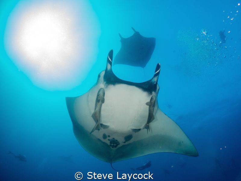 Manta - chasing the sun - in Socorro isalnds by Steve Laycock 