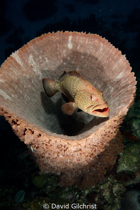 A tiger grouper hangs out in a Basket Sponge. by David Gilchrist 