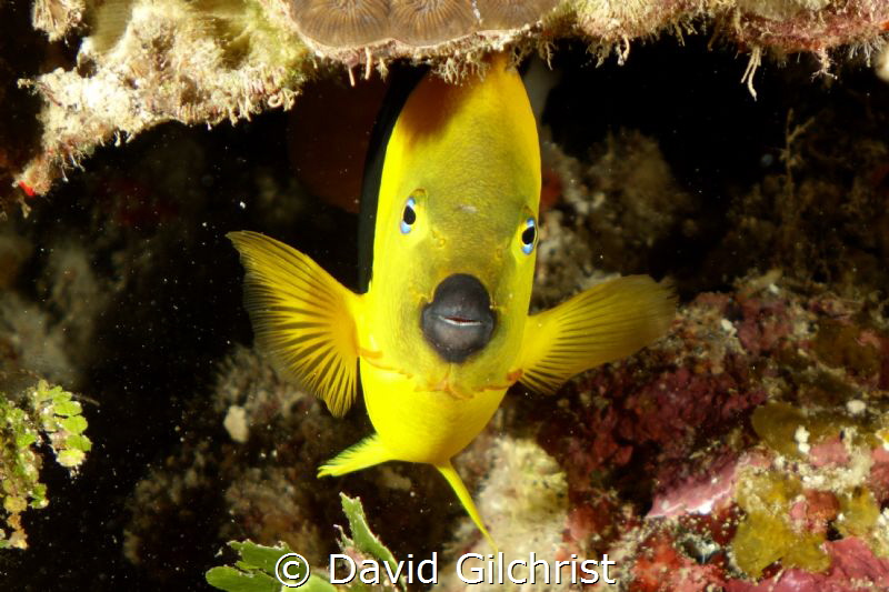 Rock Beauty peeks out from beneath coral. by David Gilchrist 
