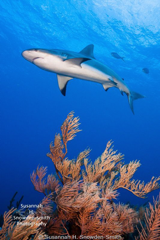Sharks are the bomb diggity!  A reef shark glides over a ... by Susannah H. Snowden-Smith 