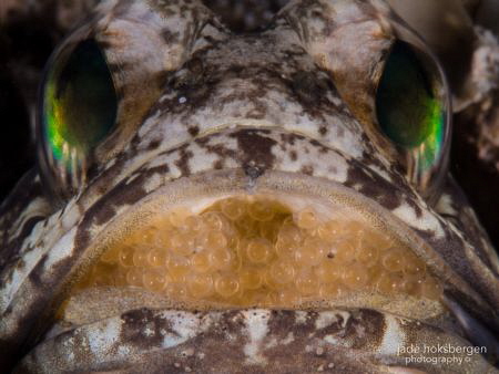 Daddy's Got a Mouthful: a Dusky Jawfish (Opistognathus wh... by Jade Hoksbergen 