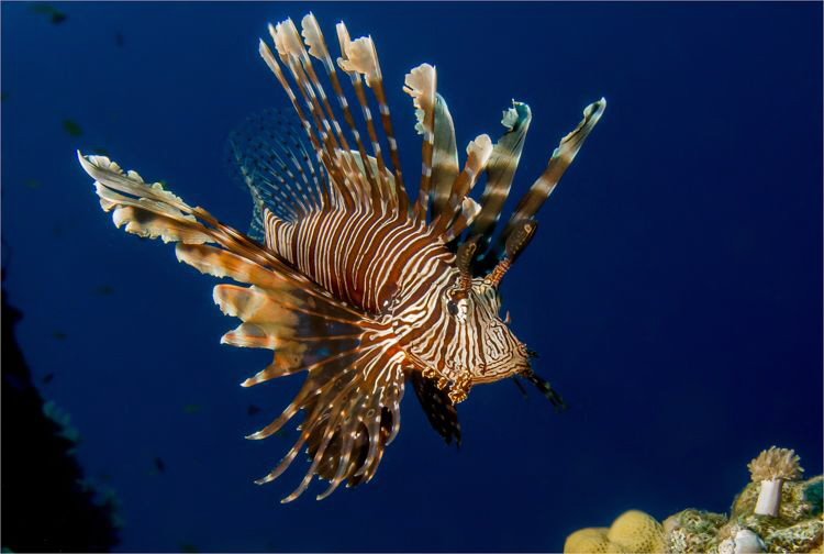 A Devil firefish (Pterois miles) While on assigment in Ya... by Chris Pienaar 