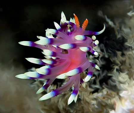 I thought this was an eye-catching nudibranch. Taken with... by Larissa Roorda 
