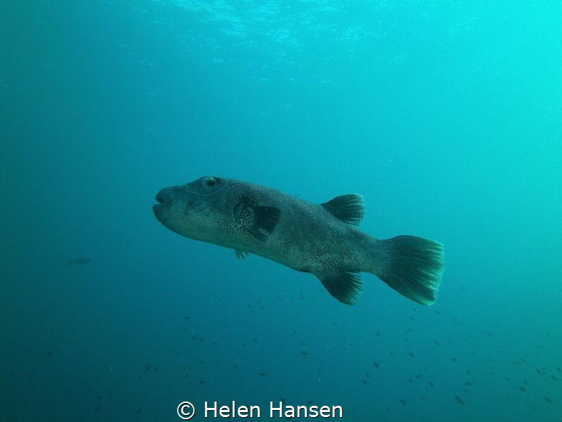 Pufferfish by Helen Hansen 