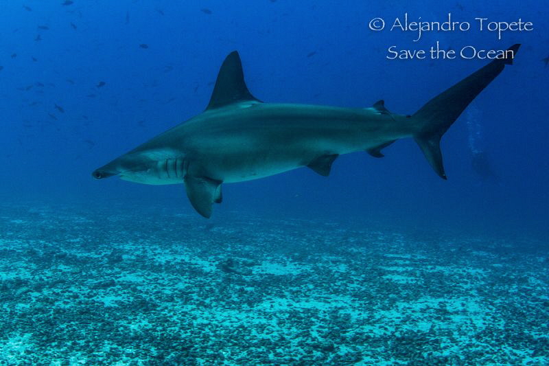 Hammerhead Shark, Isla Darwin Galápagos by Alejandro Topete 