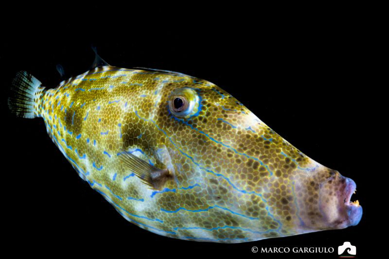 Filefish, night dive at Dharavandhoo by Marco Gargiulo 