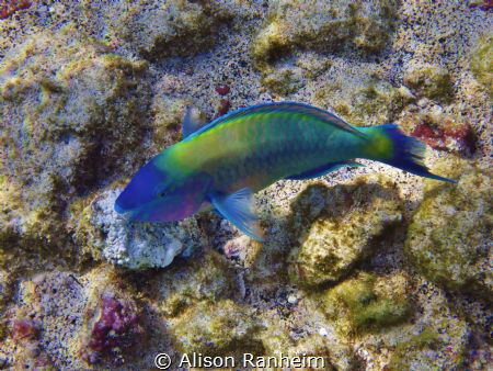 Parrotfish, Kona, Hawaii by Alison Ranheim 