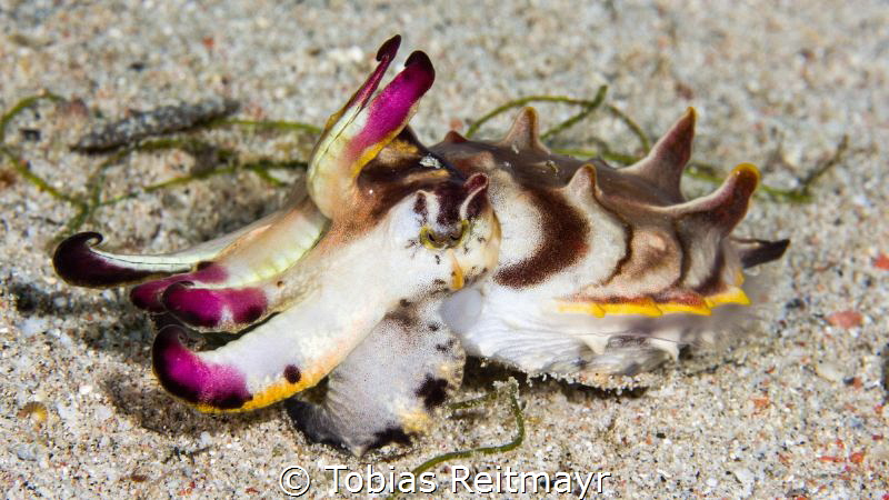 Flamboyant cuttlefish, Sabang Wrecks, Puerto Galera by Tobias Reitmayr 