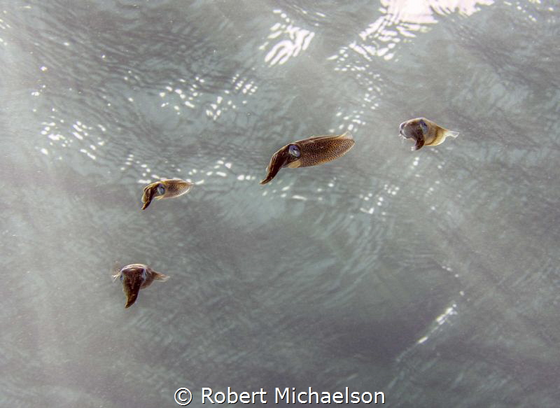 These are very small juvenile squid, perhaps 3 inches
(8... by Robert Michaelson 