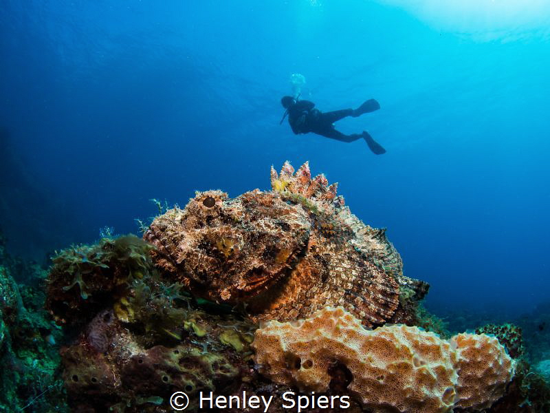 Diver and Scorpionfish by Henley Spiers 