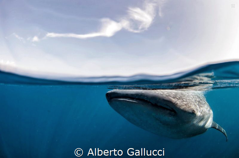 Beneath the surface by Alberto Gallucci 