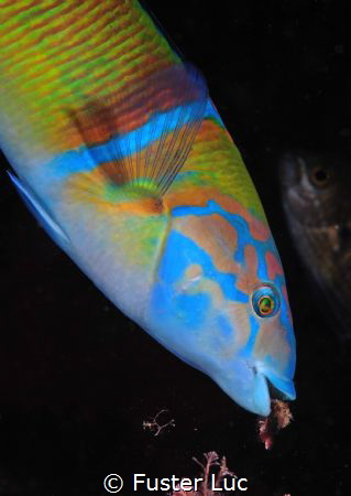 Peacock wrasse male looking for invertebrates in algae.
... by Fuster Luc 