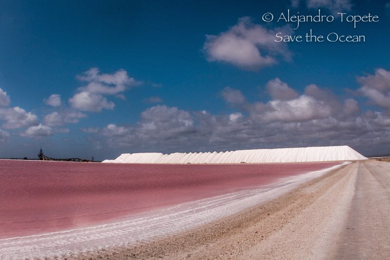 Pink Salt Lake, Bonaire Netherlans Antilles by Alejandro Topete 