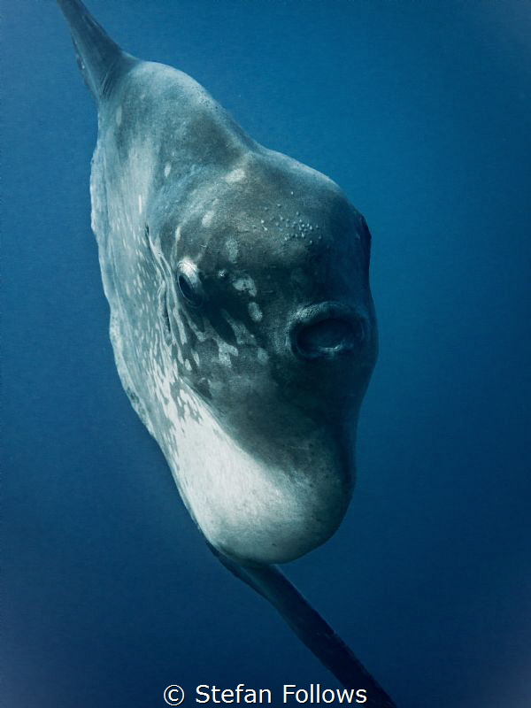 Epic. Southern Ocean Sunfish - Mola ramsayi. Gilli Mimpan... by Stefan Follows 
