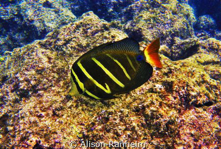 Sailfish Tang Surgeonfish, Hawaii by Alison Ranheim 