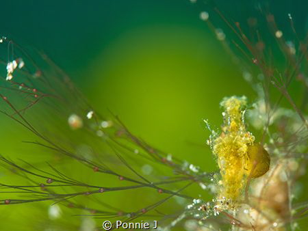 Green Hairy Shrimp with Parasite by Ponnie J 
