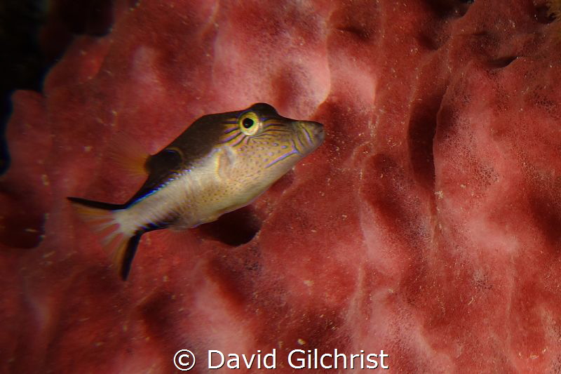 Sharpnose Puffer(Canthigaster rostrata) by David Gilchrist 