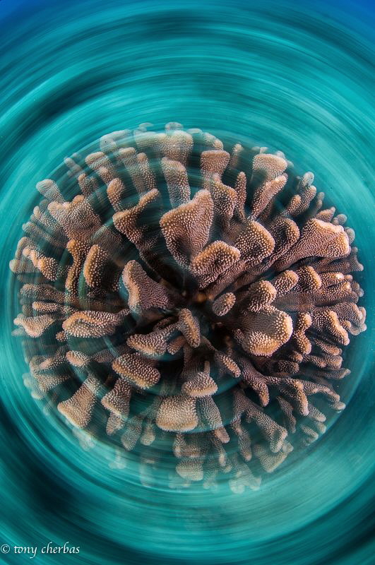 Exydoyi Coral Head in Slow Shutter Spin... (Not Photoshop... by Tony Cherbas 