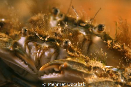 crabs by Mehmet Öztabak 